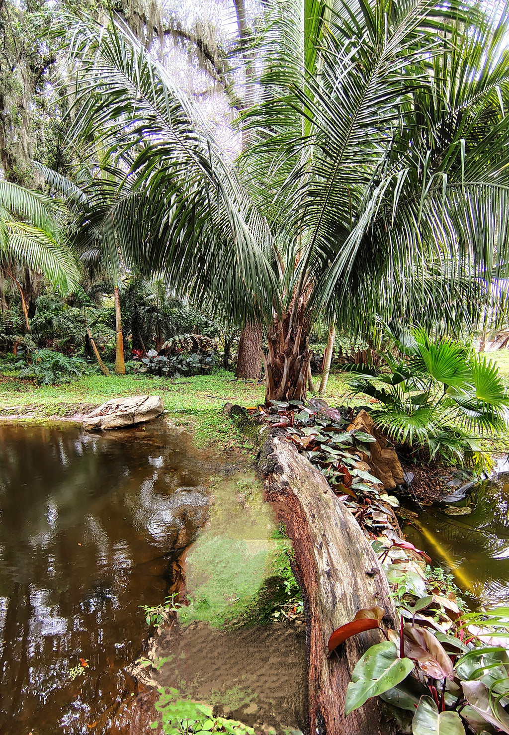 Garden Tour and Crocodile Presentation- coming soon