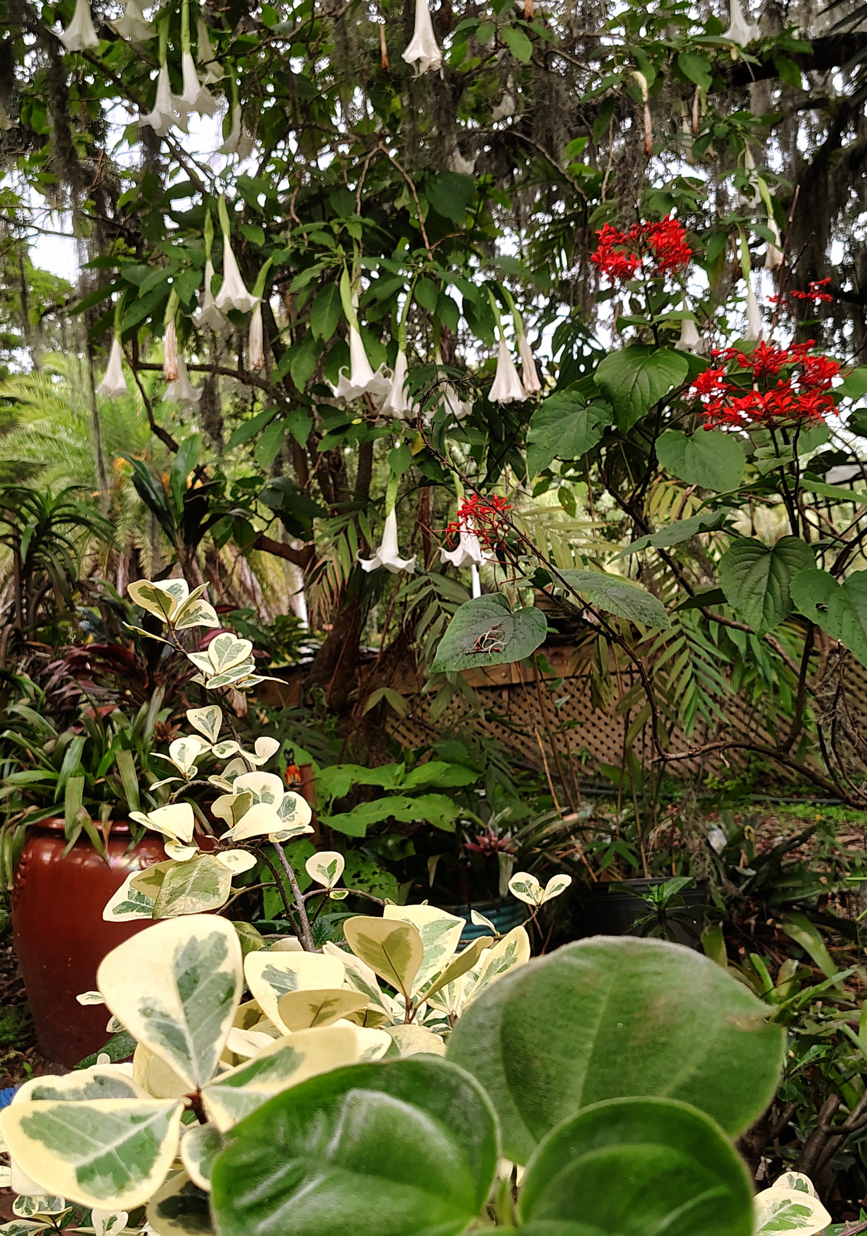 Garden Tour and Crocodile Presentation- coming soon