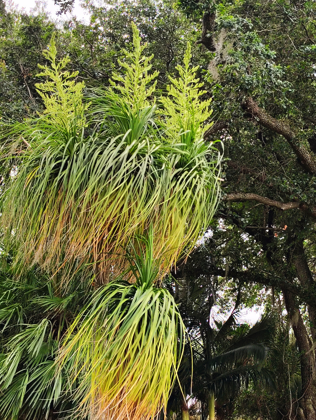 Botanical Garden Tour