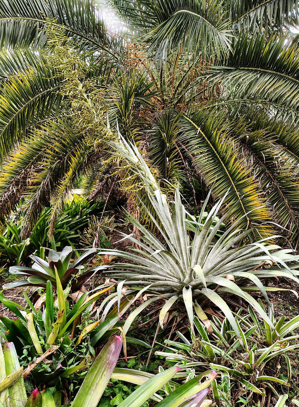 Botanical Garden Tour