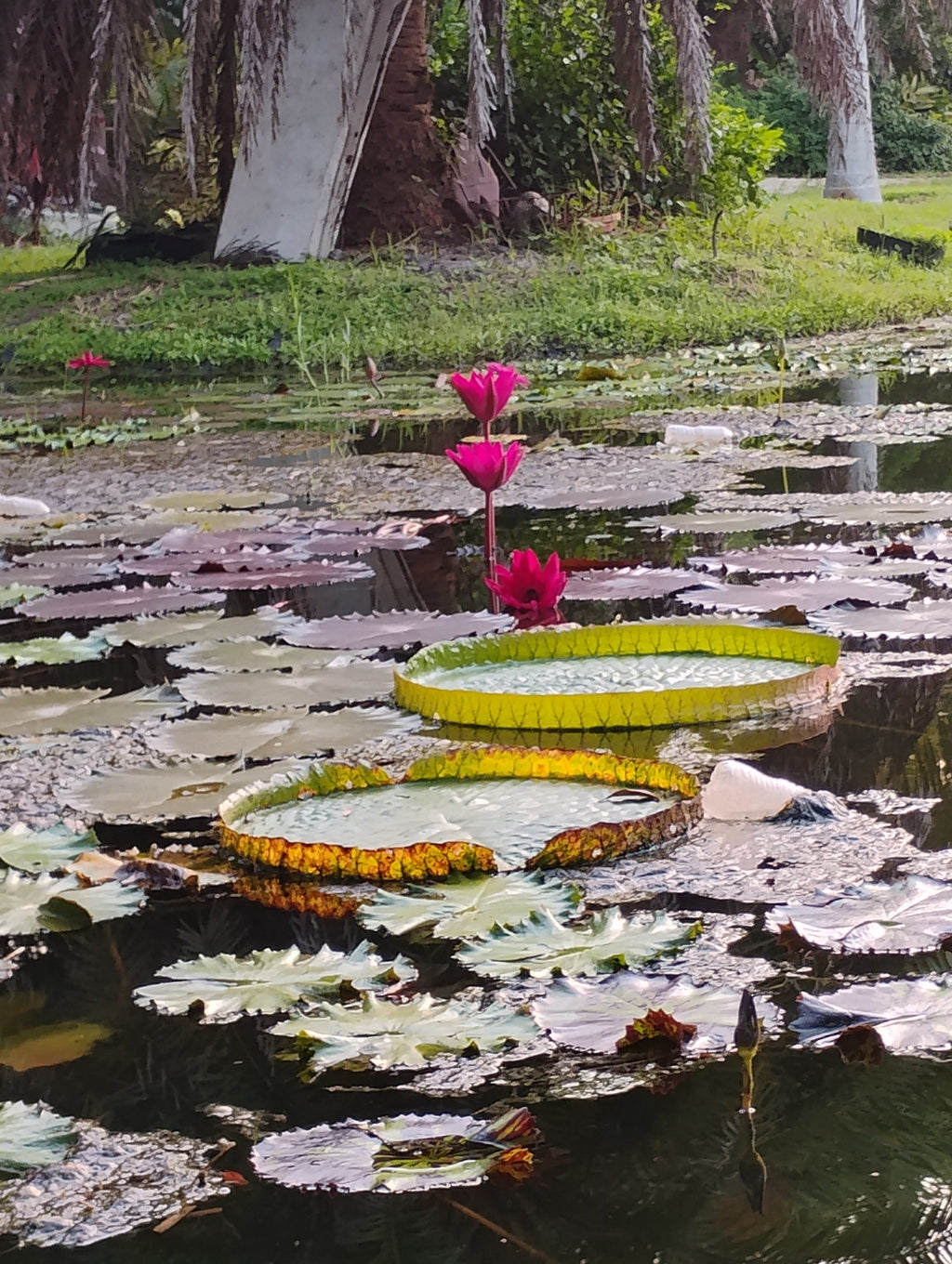 Group Tour- Garden and crocodile interaction | Min 12 people including 2 teachers