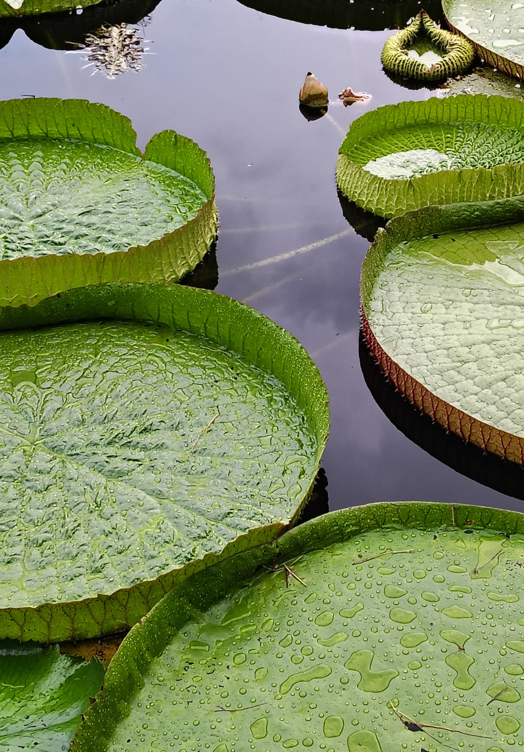 Garden Tour and Capybara Encounter- New in 2026