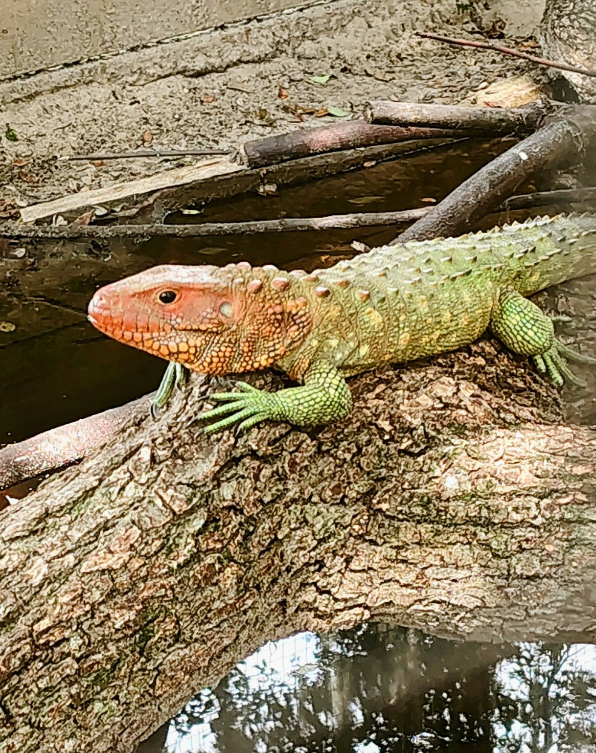 Garden Tour and Reptile Encounter- Opens November 16, 2025