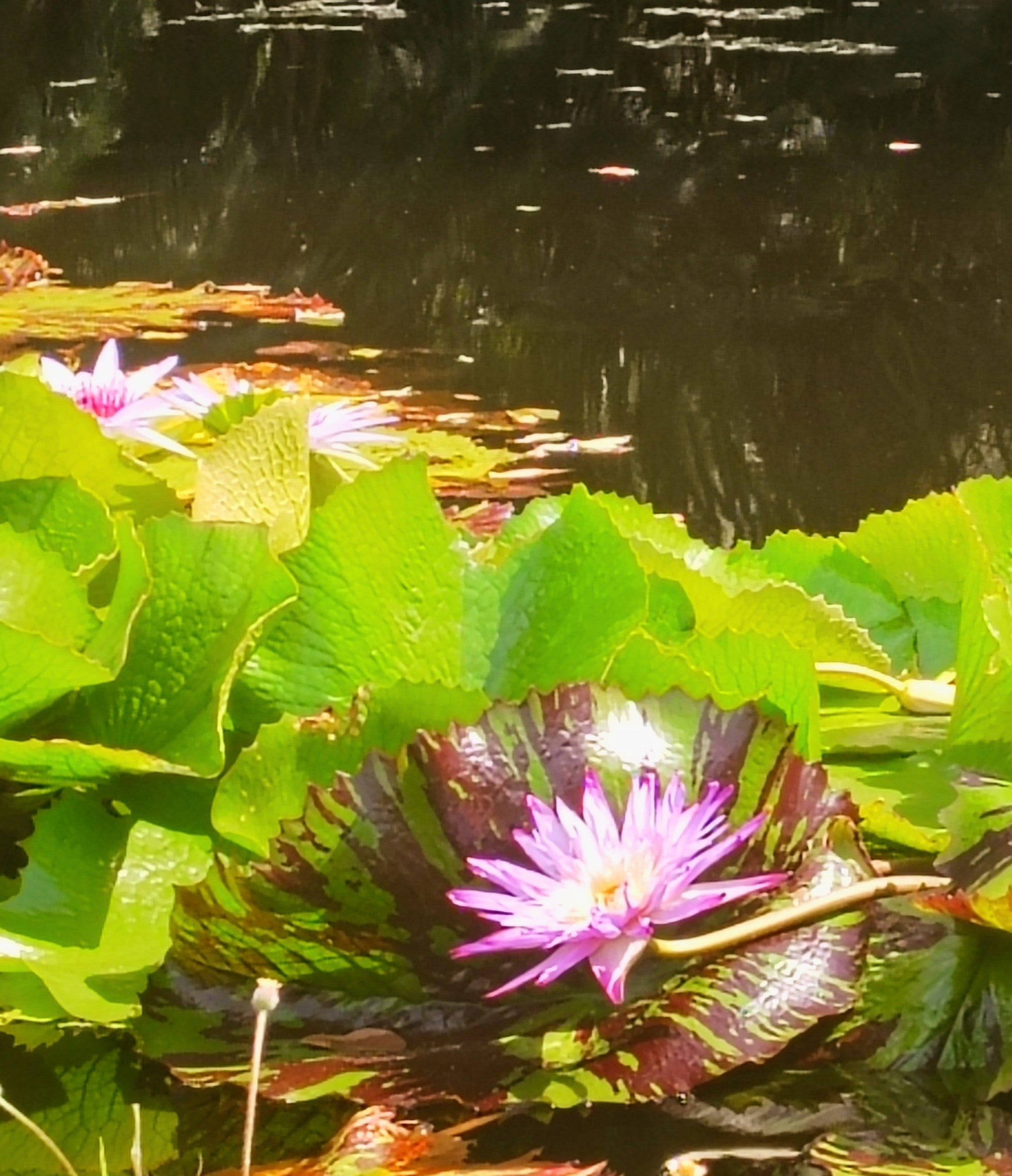 Garden and Fishing Experience- coming soon