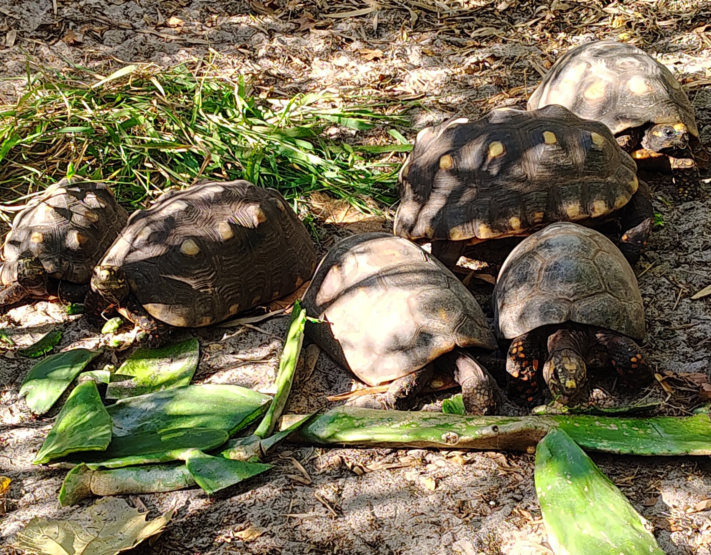 Garden Tour and Crocodile Presentation- coming soon