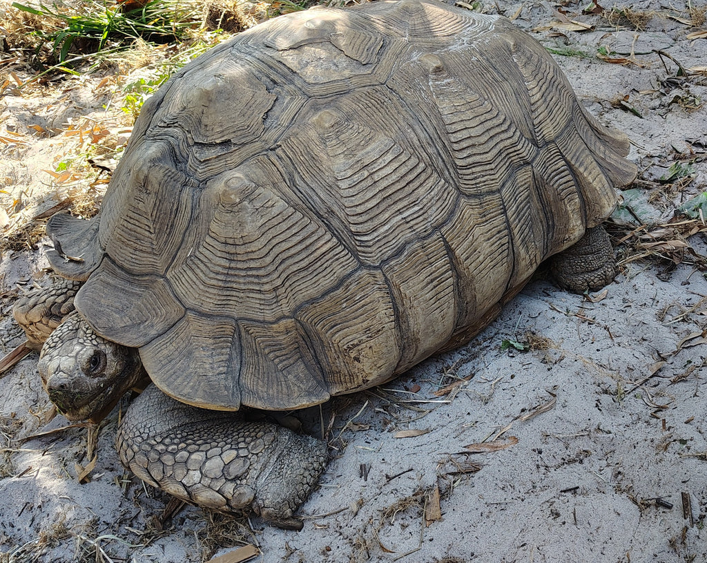Garden Tour and Reptile Encounter- Opens November 16, 2025