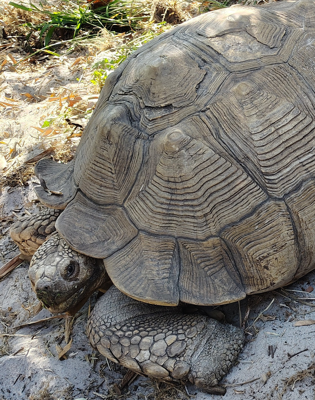 Garden Tour and Crocodile Presentation- coming soon