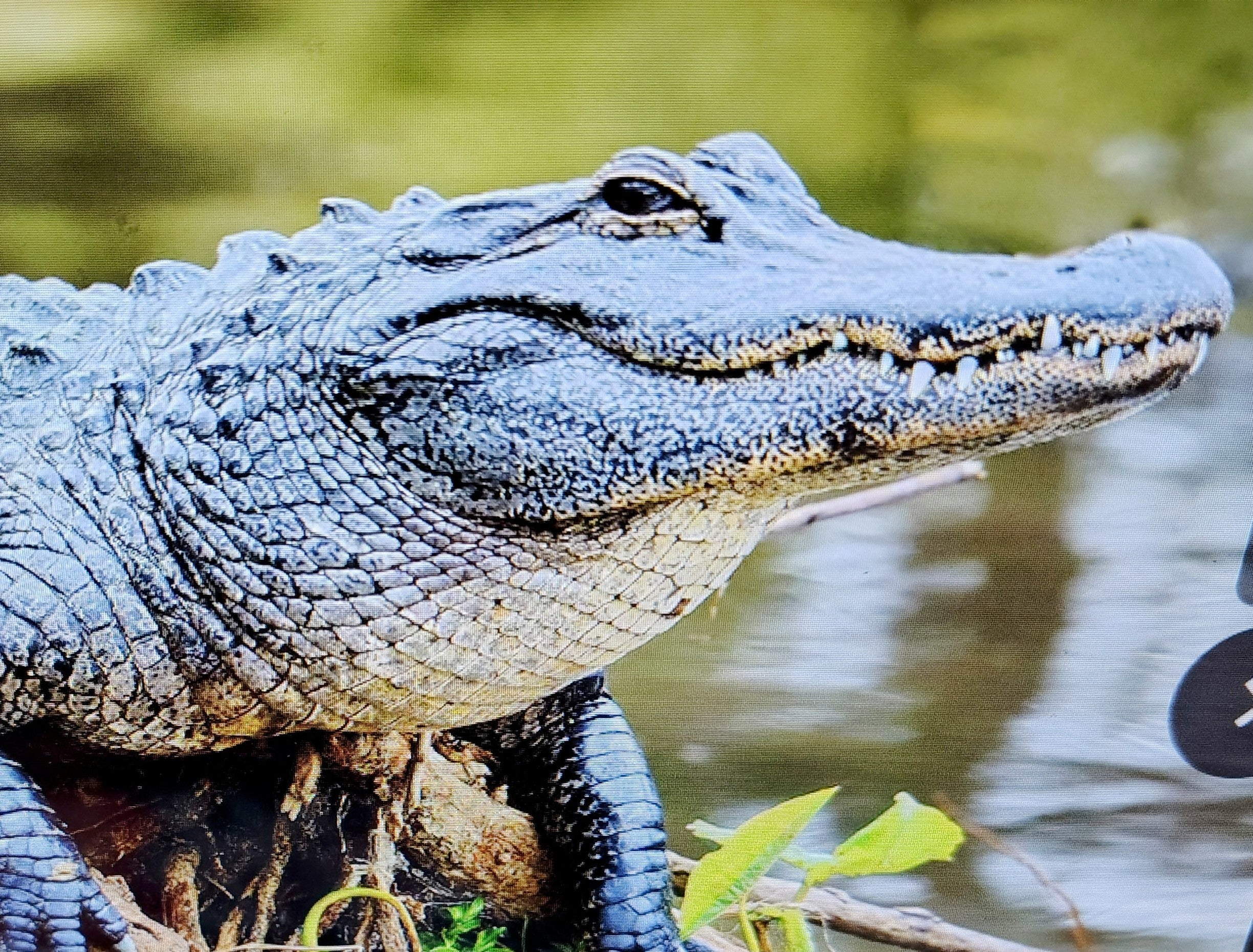 Garden Tour and Alligator Interaction- coming soon