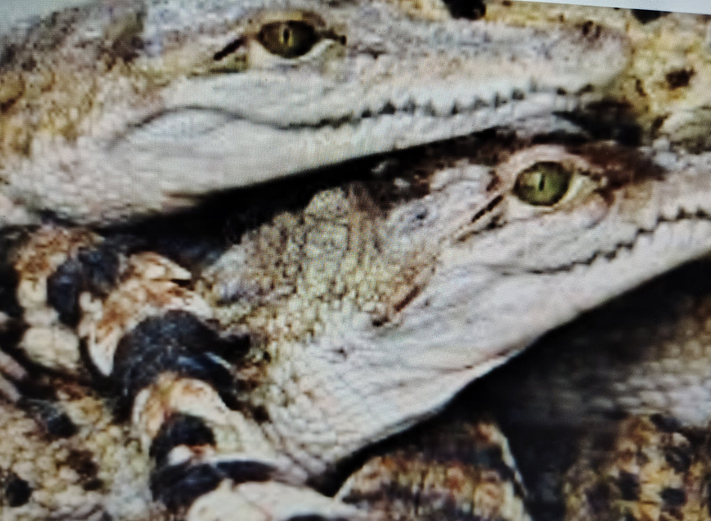 Group Tour- Garden and crocodile interaction | Min 12 people including 2 teachers