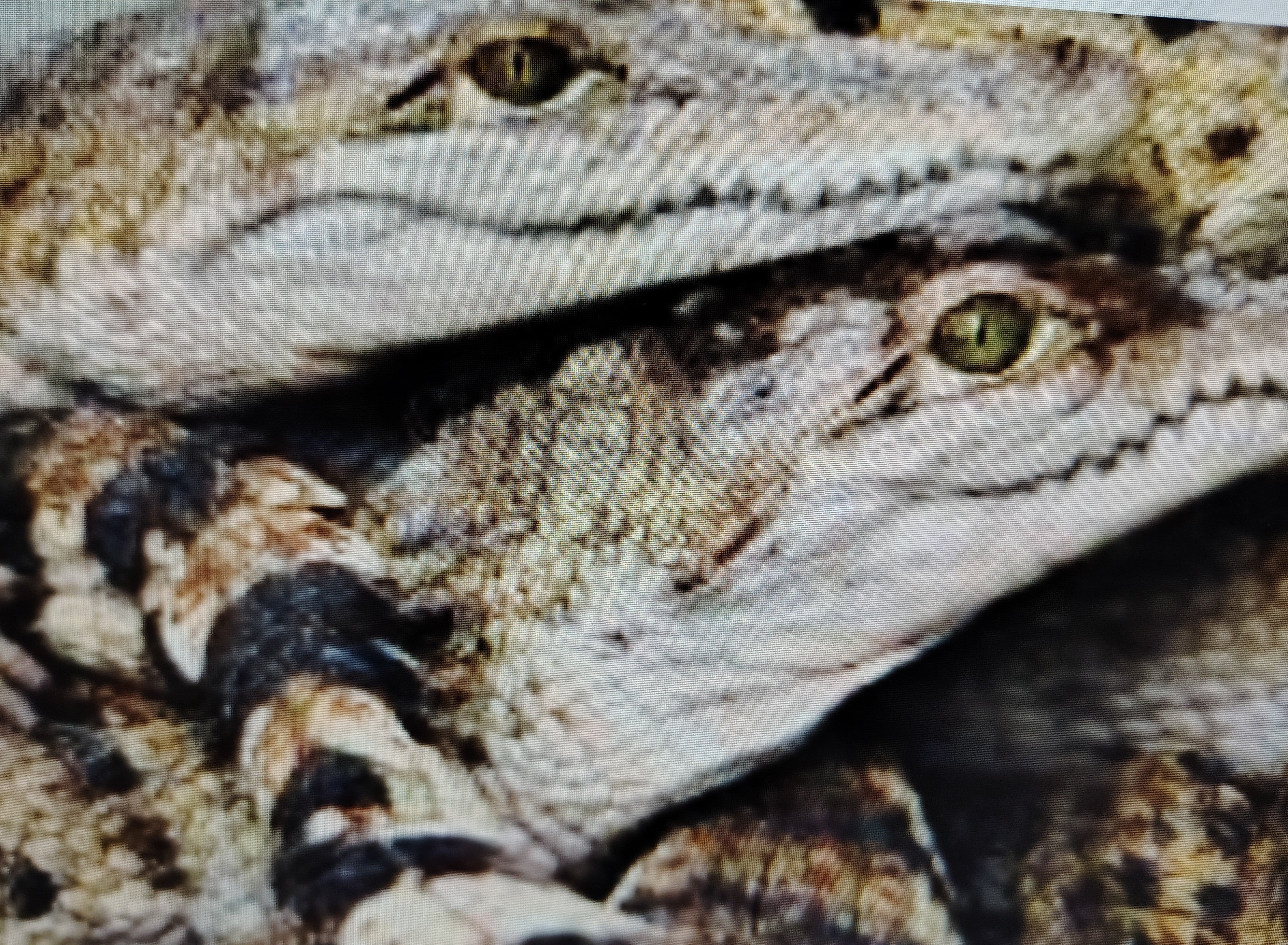 Group Tour- Garden and crocodile interaction | Min 12 people including 2 teachers