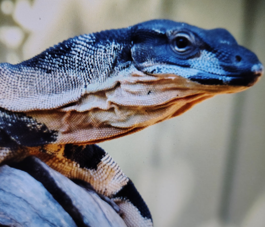 Garden Tour and Crocodile Presentation- coming soon