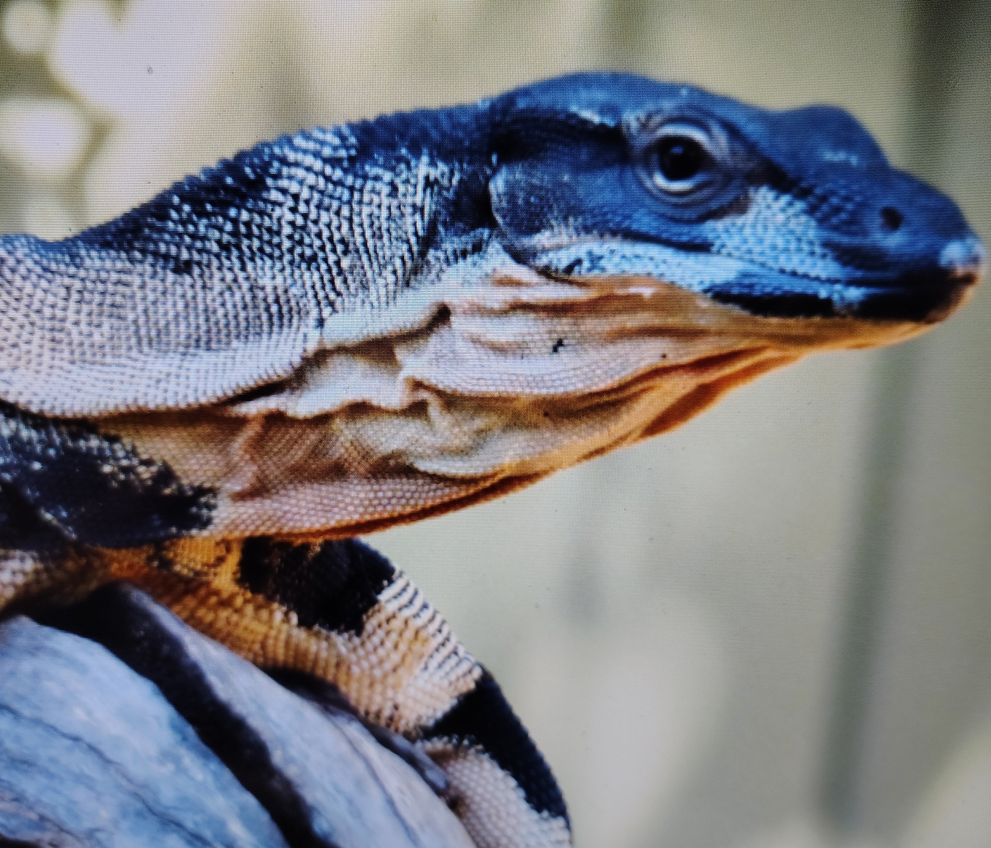 Group Tour- Garden and alligator demonstration | Min 12 people includes 2 teachers