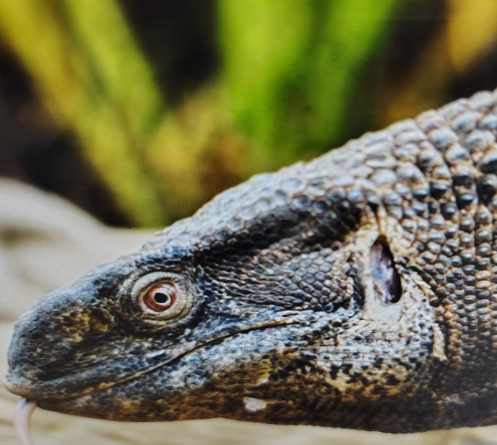 Garden Tour and Alligator Interaction- coming soon