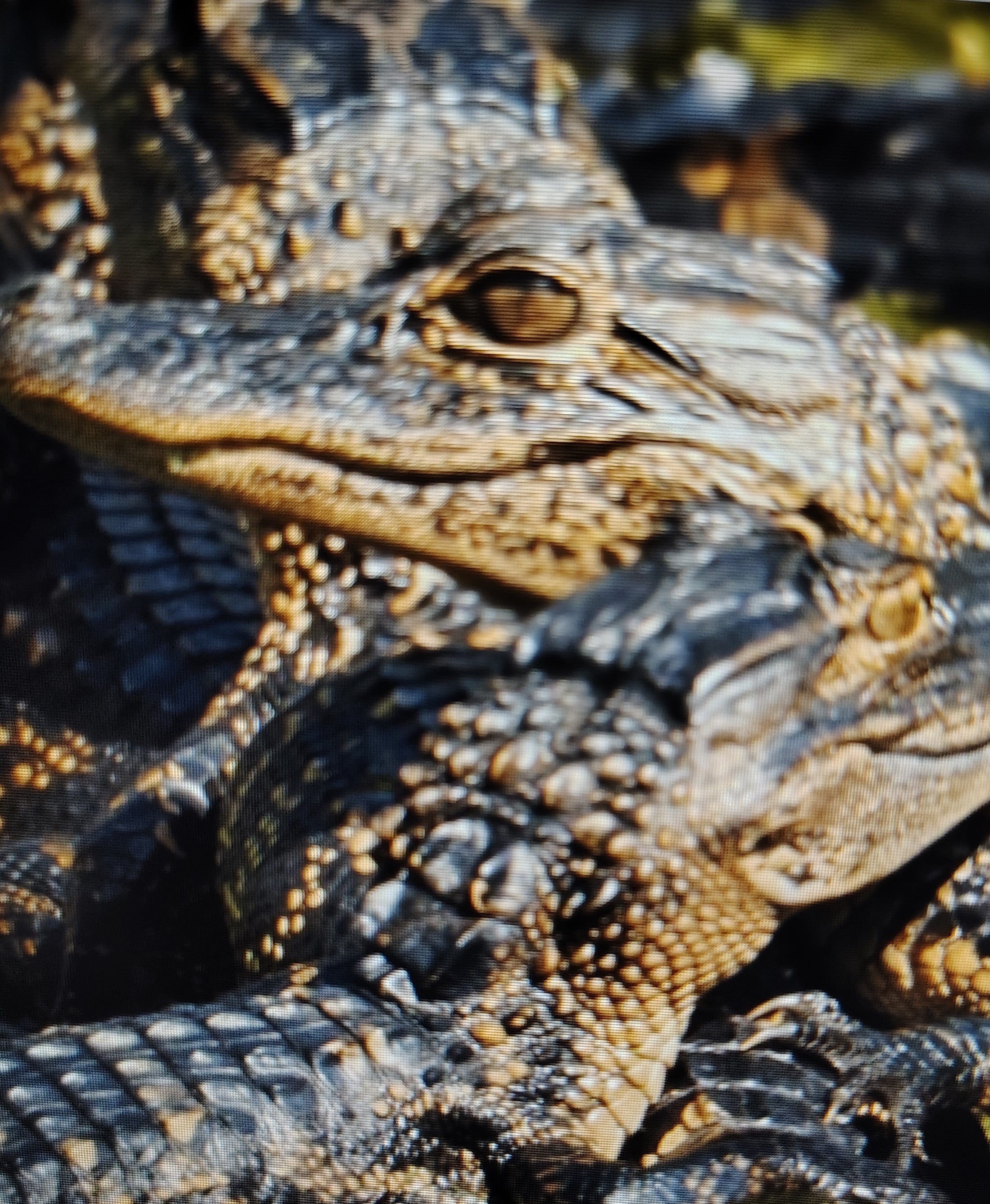 Garden Tour and Crocodile Presentation- coming soon