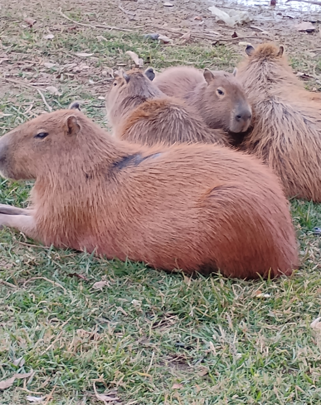 Garden Tour and Capybara Encounter- New in 2026