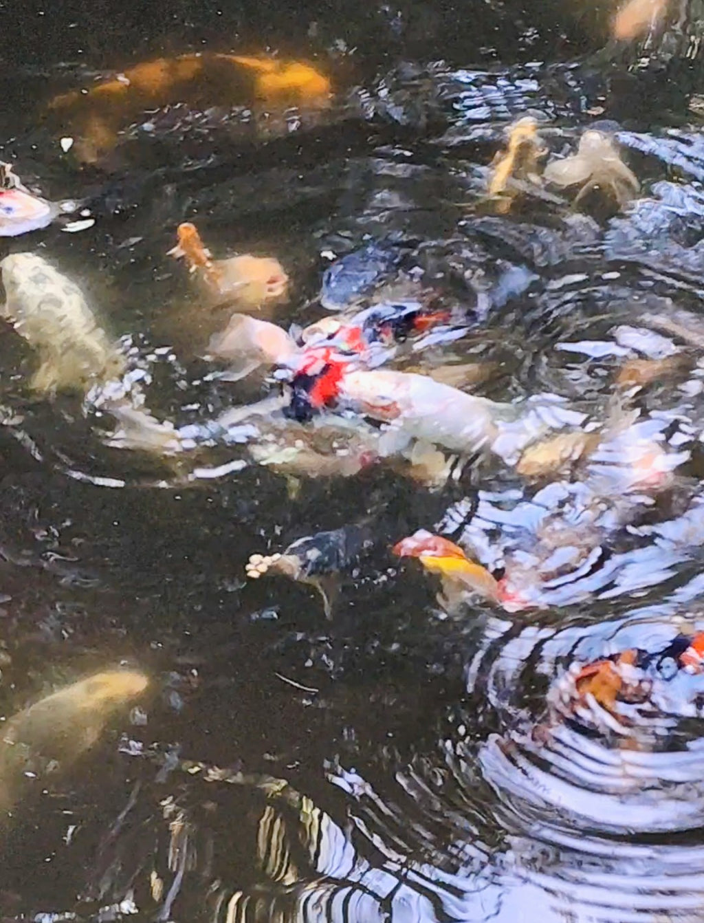 Garden and Fishing Experience- coming soon